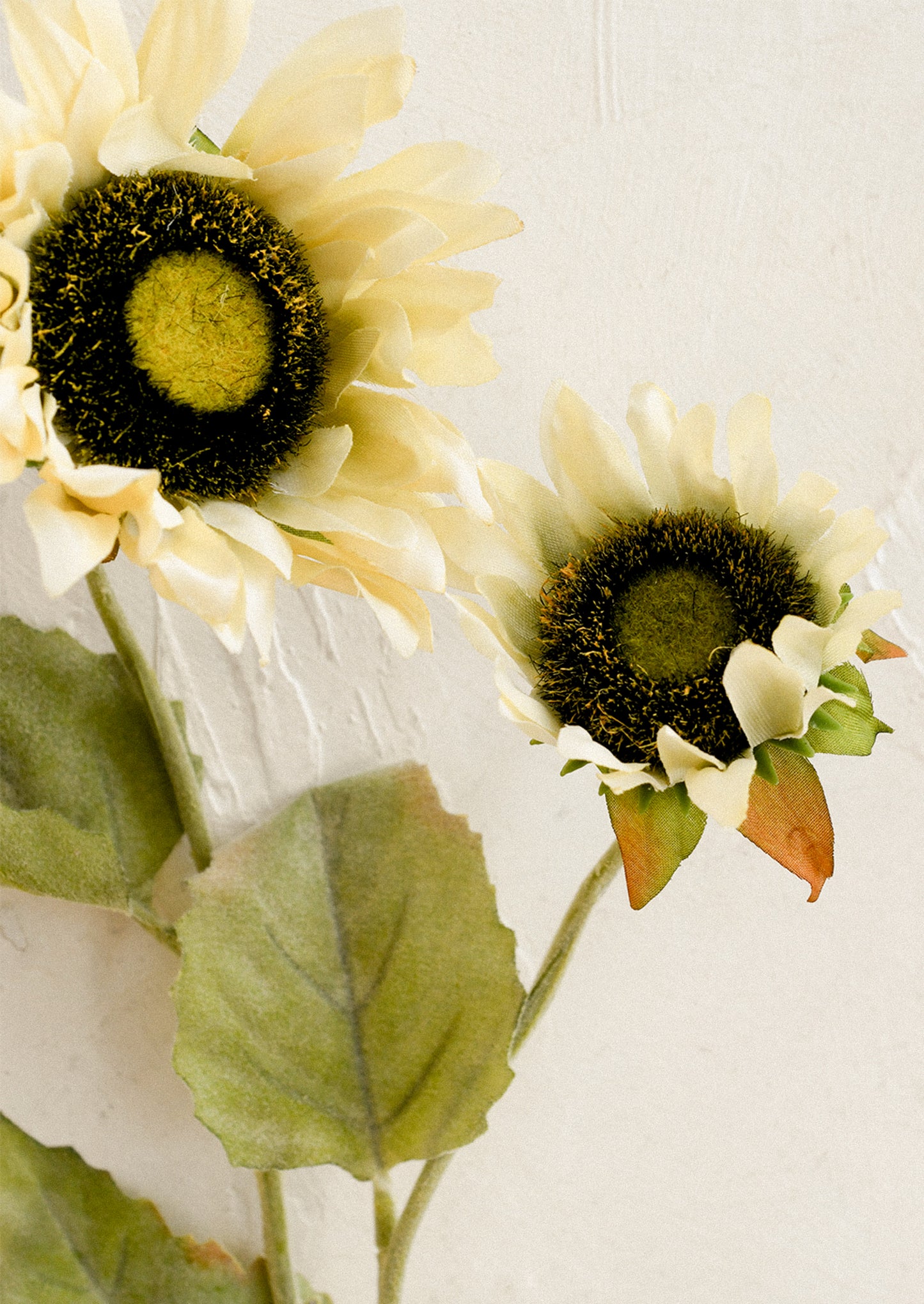 Two sunflowers with green leaves on a light background