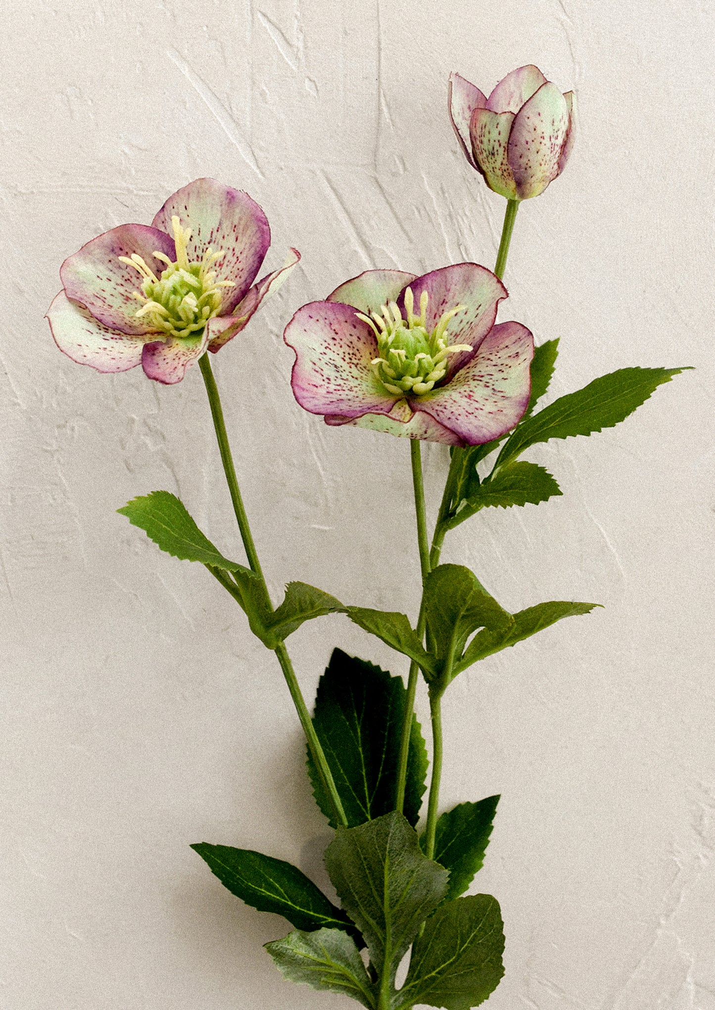 A faux flower spray resembling hellebore flowers.