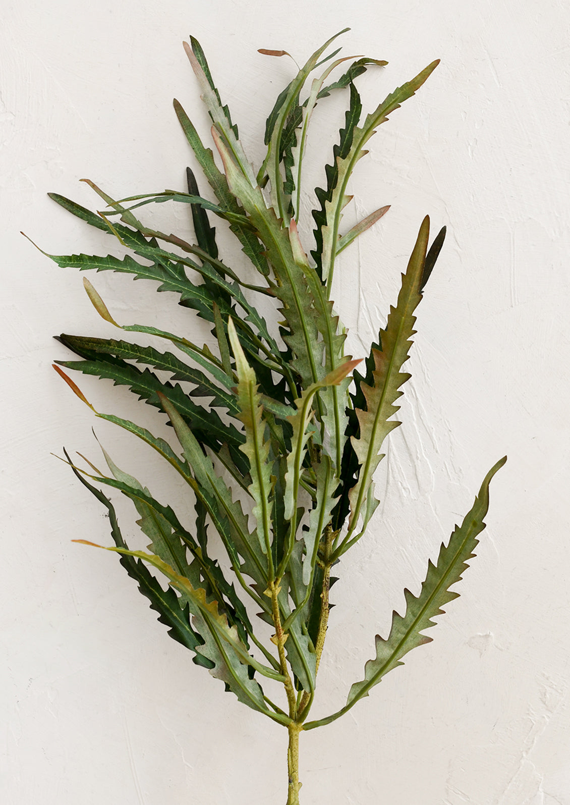 Green leafy plant on a white background