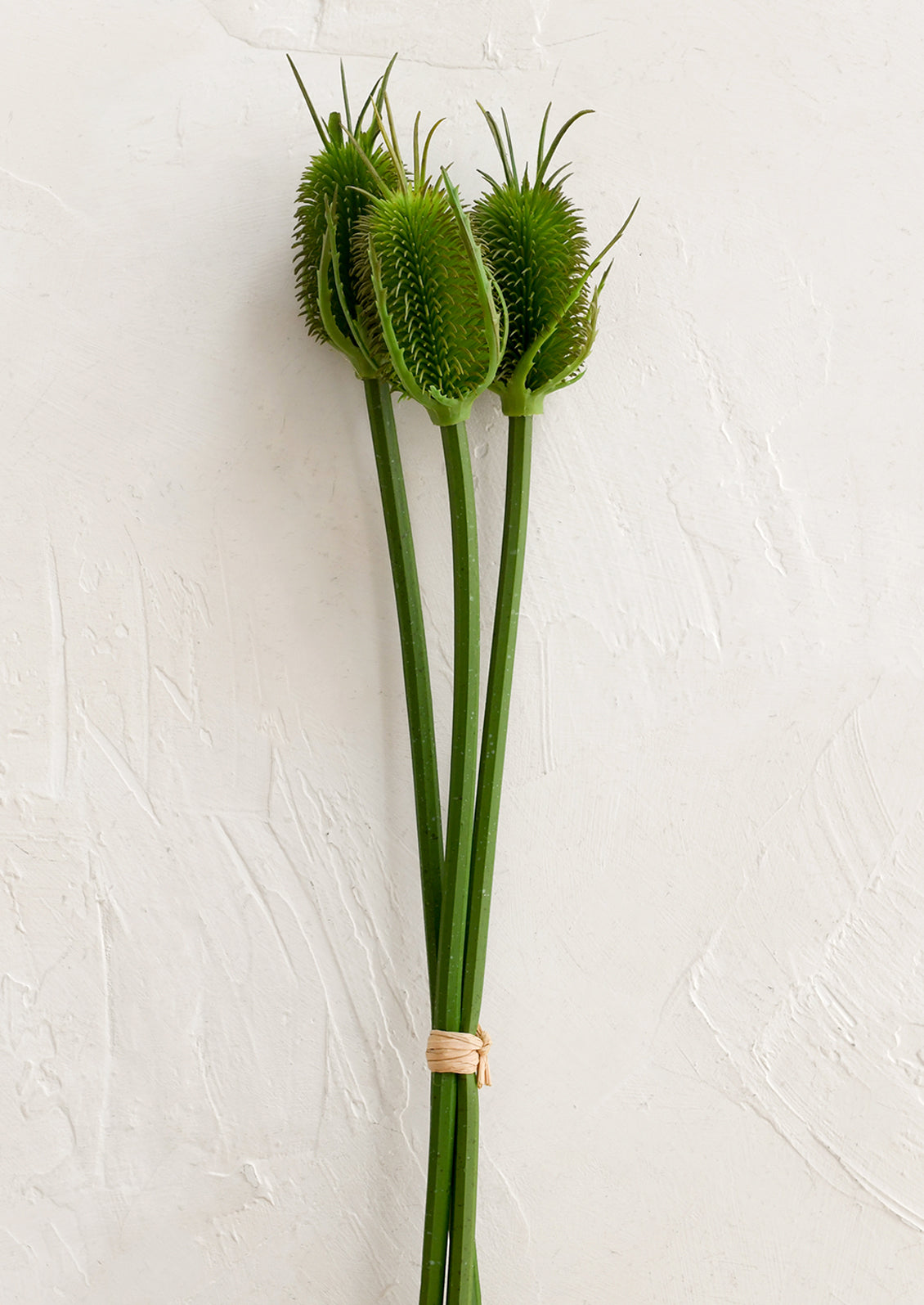 Bouquet of green teasel flowers on a white background
