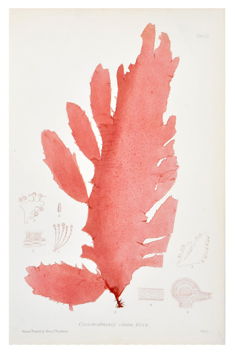Calliblepharis Ciliata Seaweed Print, c. 1872 in - LEIF