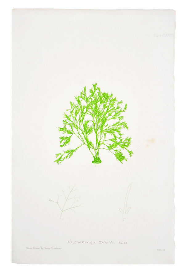 Cladophora Pellucida Seaweed Print, c. 1872 in - LEIF