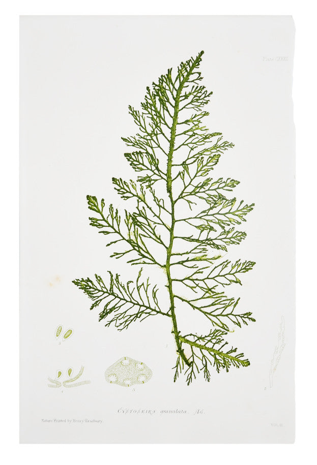 Cystoseira Granulata Seaweed Print, c. 1872 in - LEIF