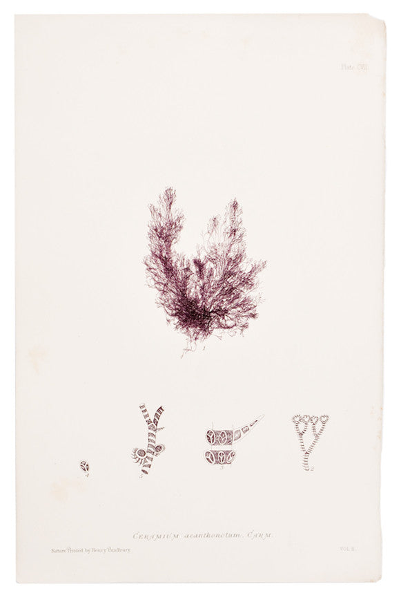 Ceramium Acanthonotum Seaweed Print, c. 1872 in - LEIF