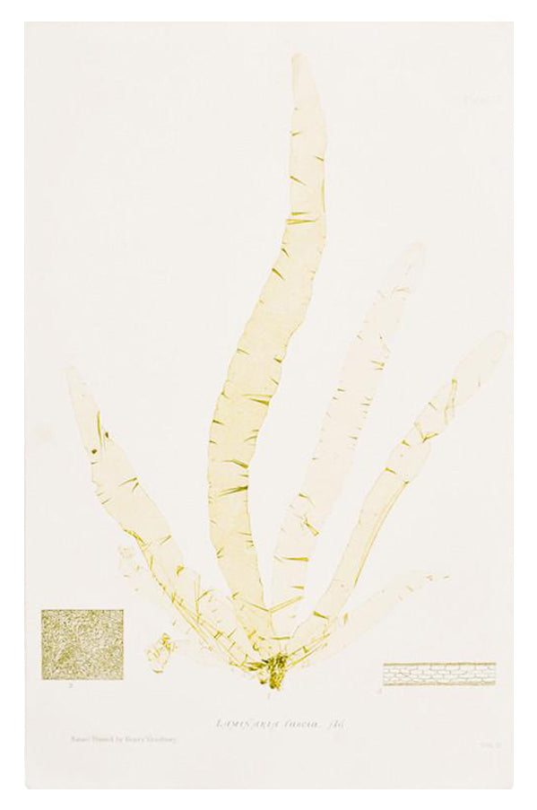Vintage Seaweed Print, Laminaria Fascia in - LEIF