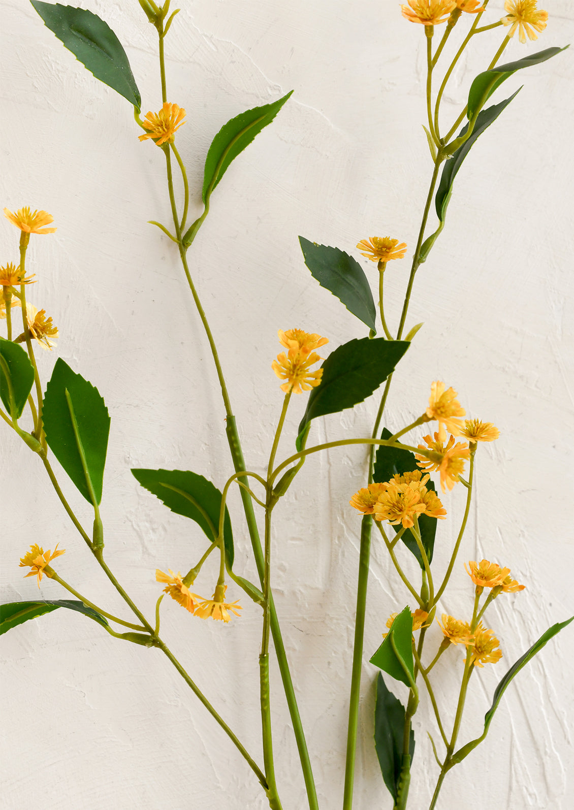 Yellow flowers and green leaves on a white background