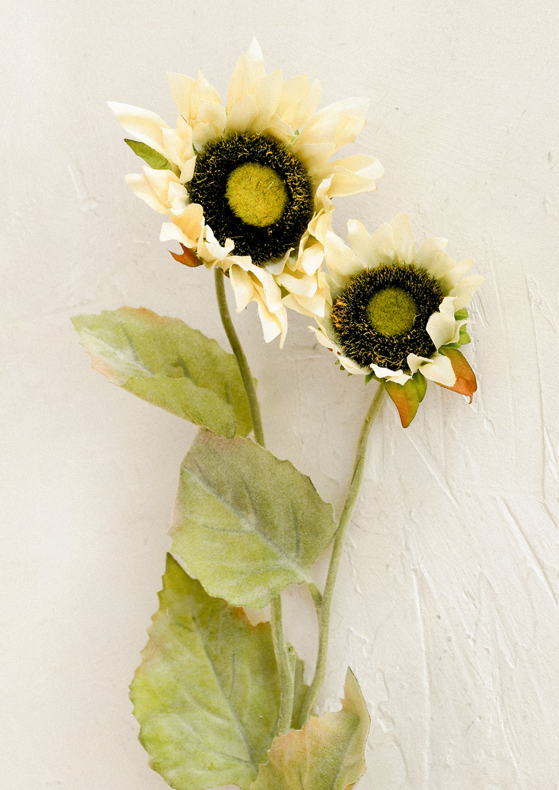 Two sunflowers with green stems and leaves on a light background