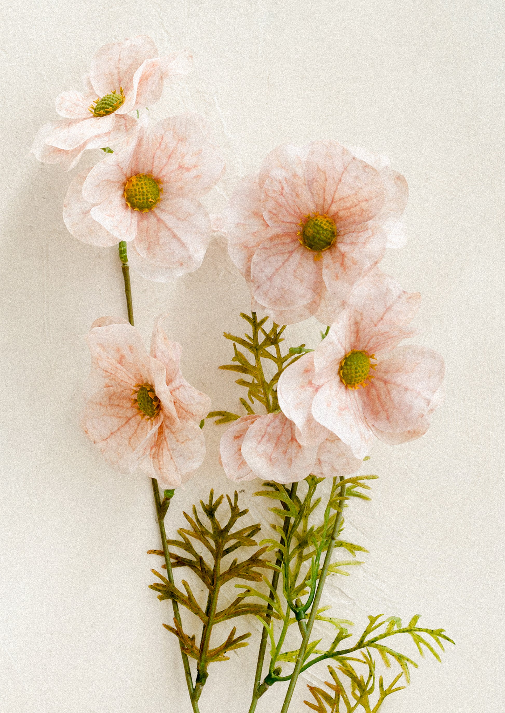 Pink flowers with green stems on a light background