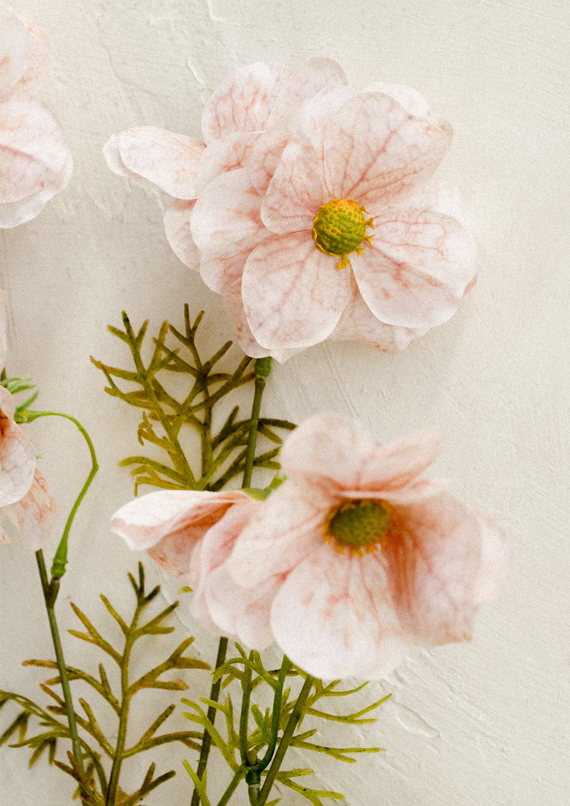 Pink flowers with green stems on a textured light background