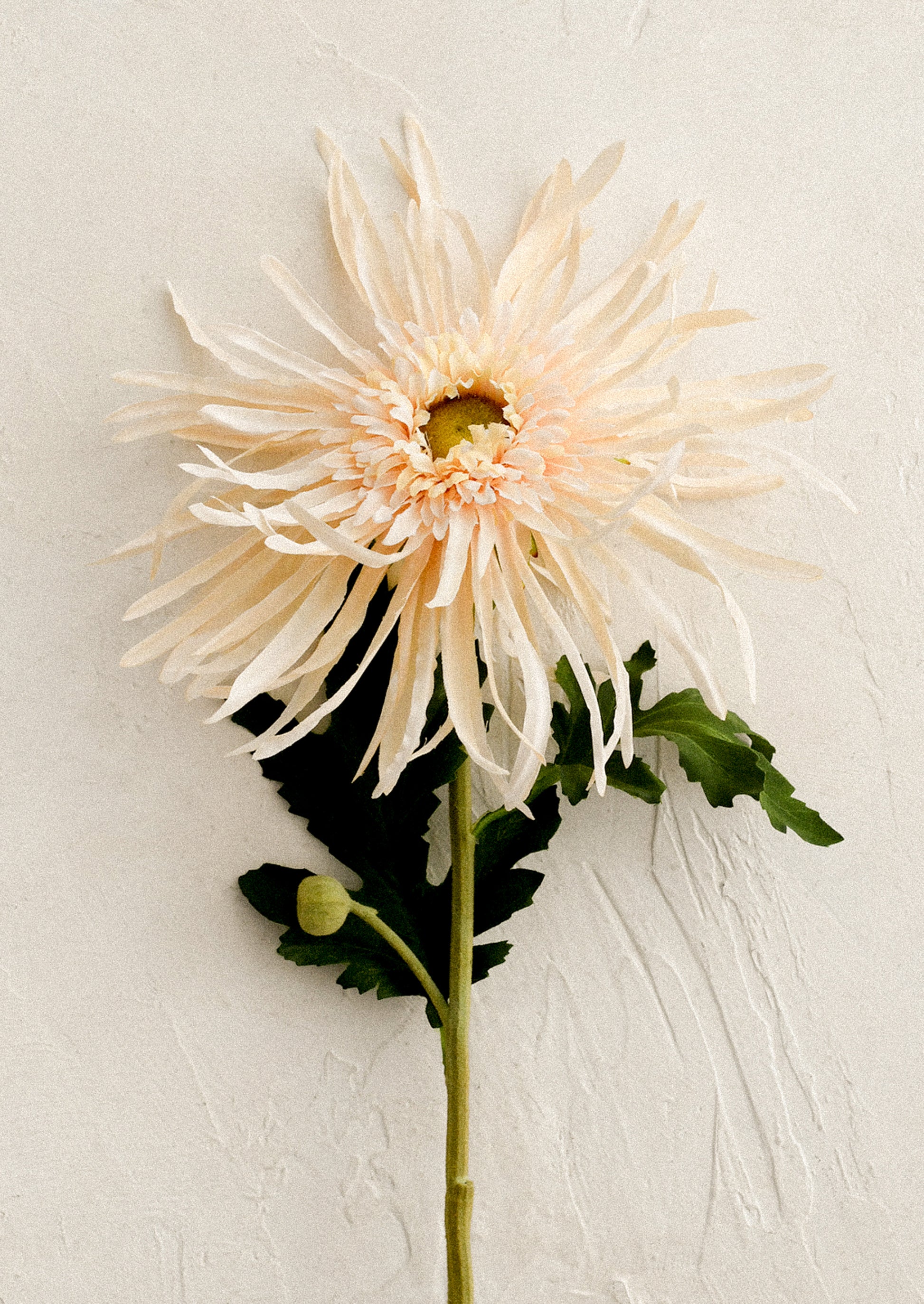 A faux floral stem in the likeness of a Spider Mum flower in peach color.