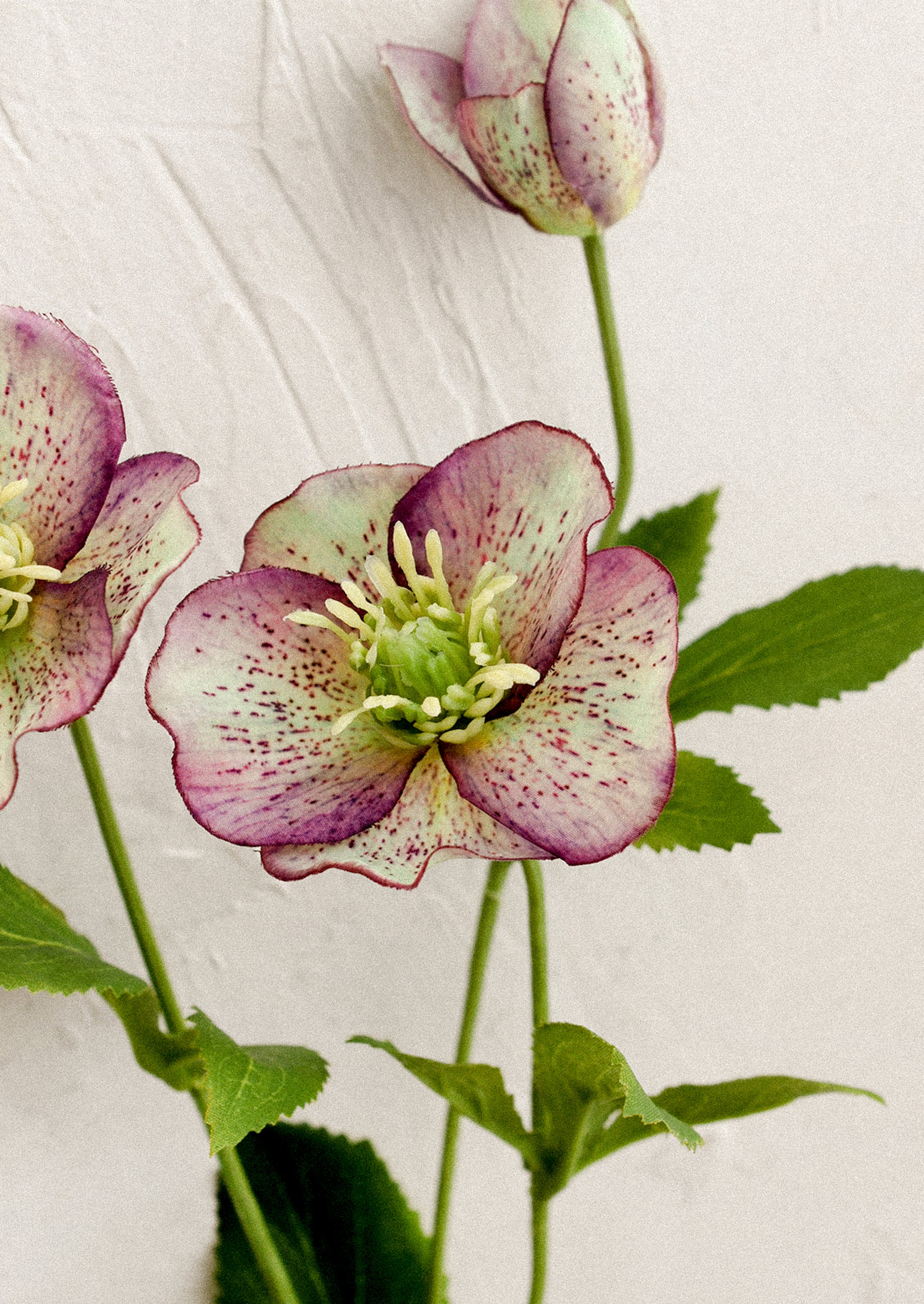 A faux flower spray resembling hellebore flowers.