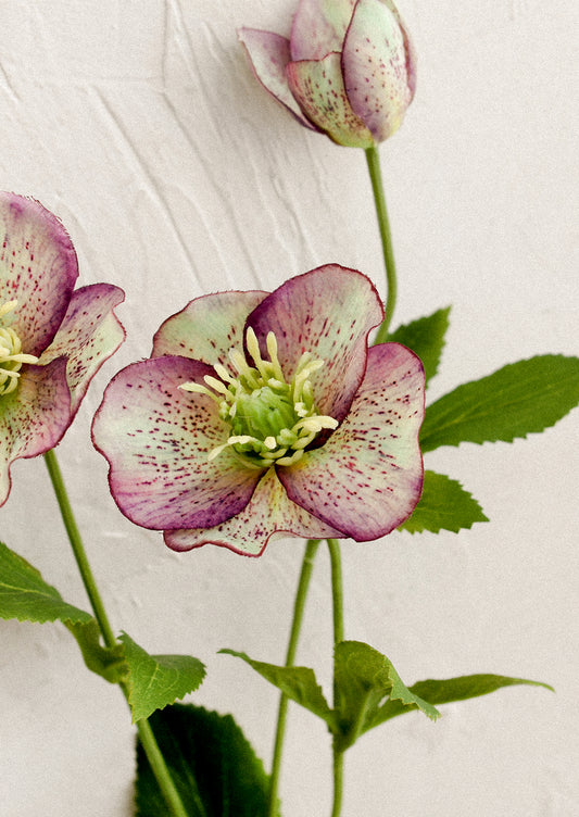 A faux flower spray resembling hellebore flowers.
