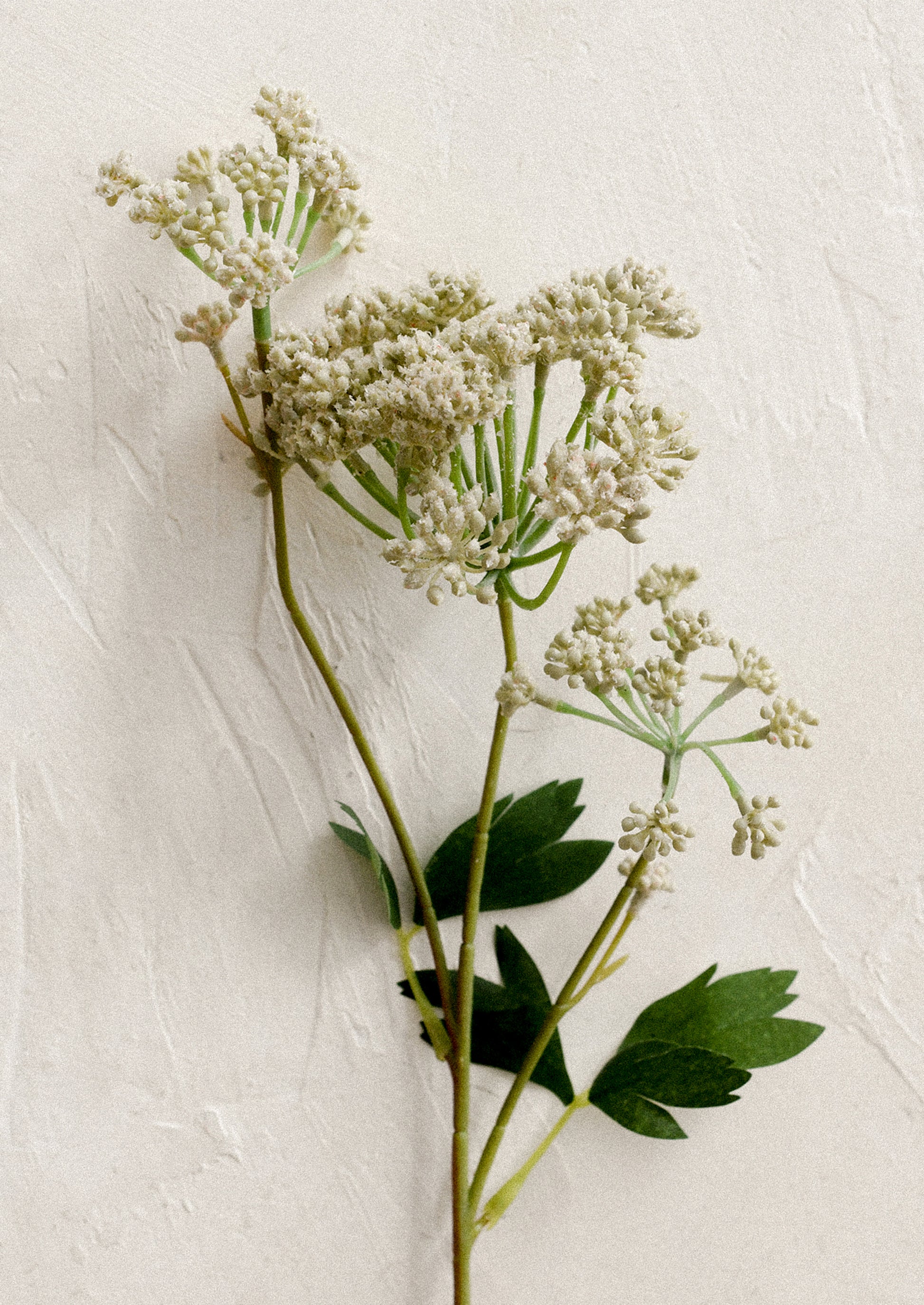 A faux flower stem in the likeness of a white angelica flower spray.