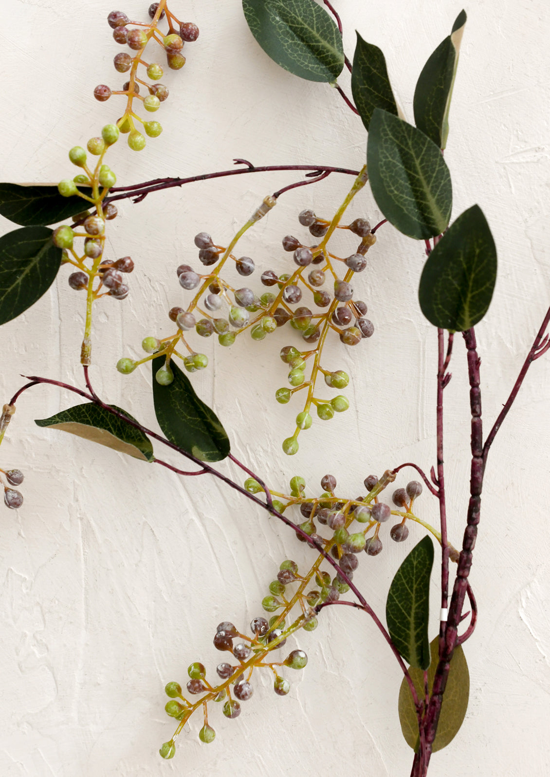 Close-up of green leaves and small berries on a textured white background