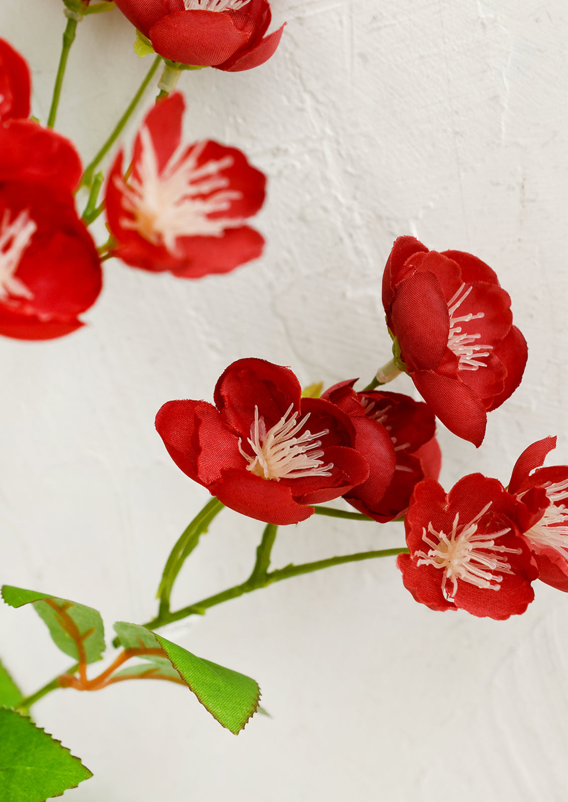 Red flowers with green stems on a textured white background