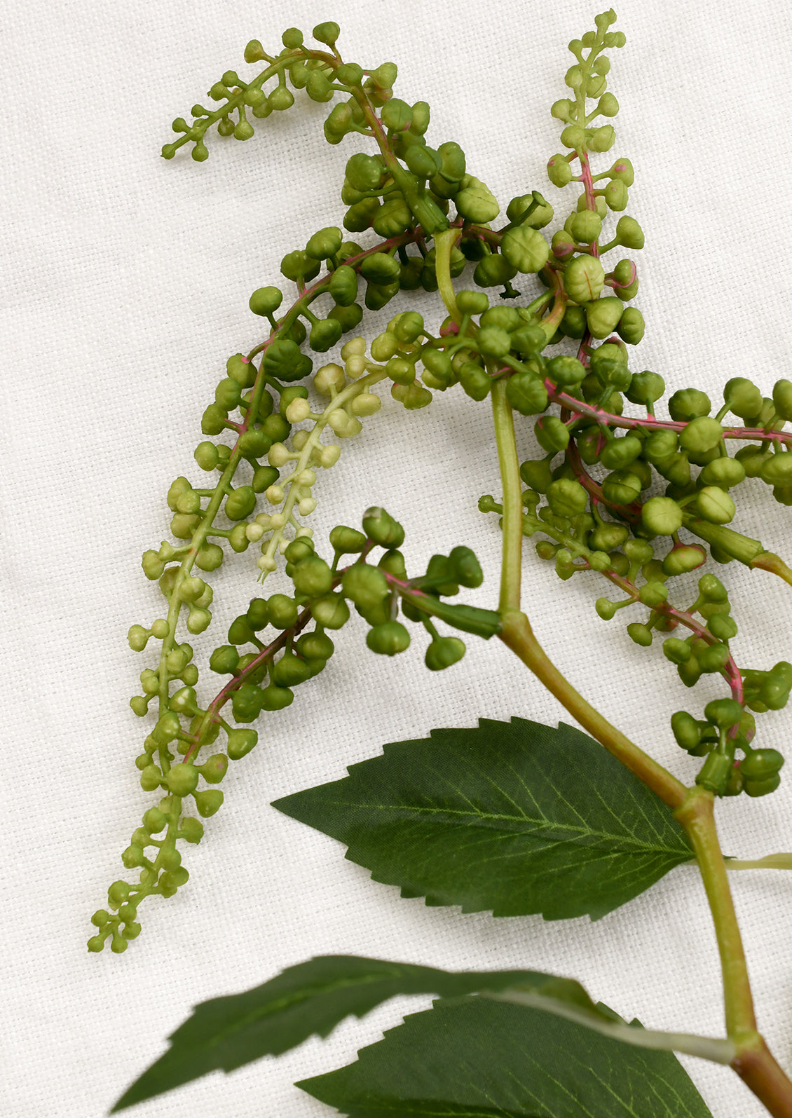 Green leafy branch with berries on a white background