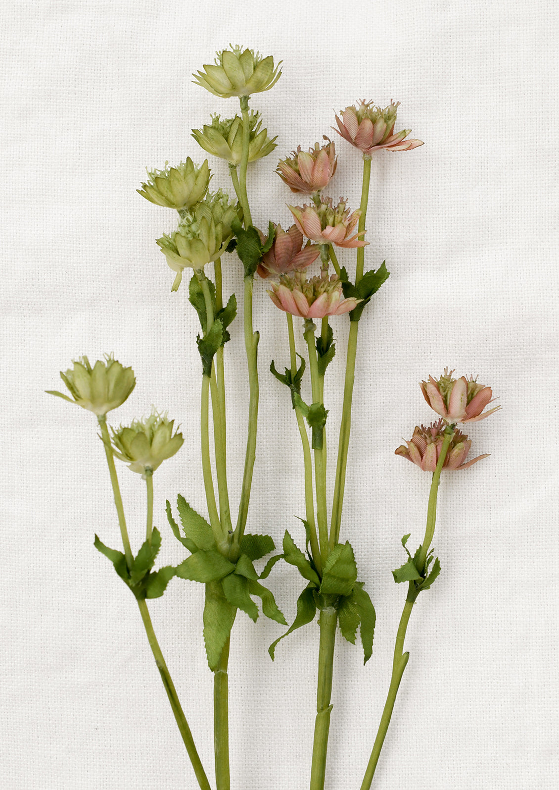 Faux floral stems depicting astrantia flowers.