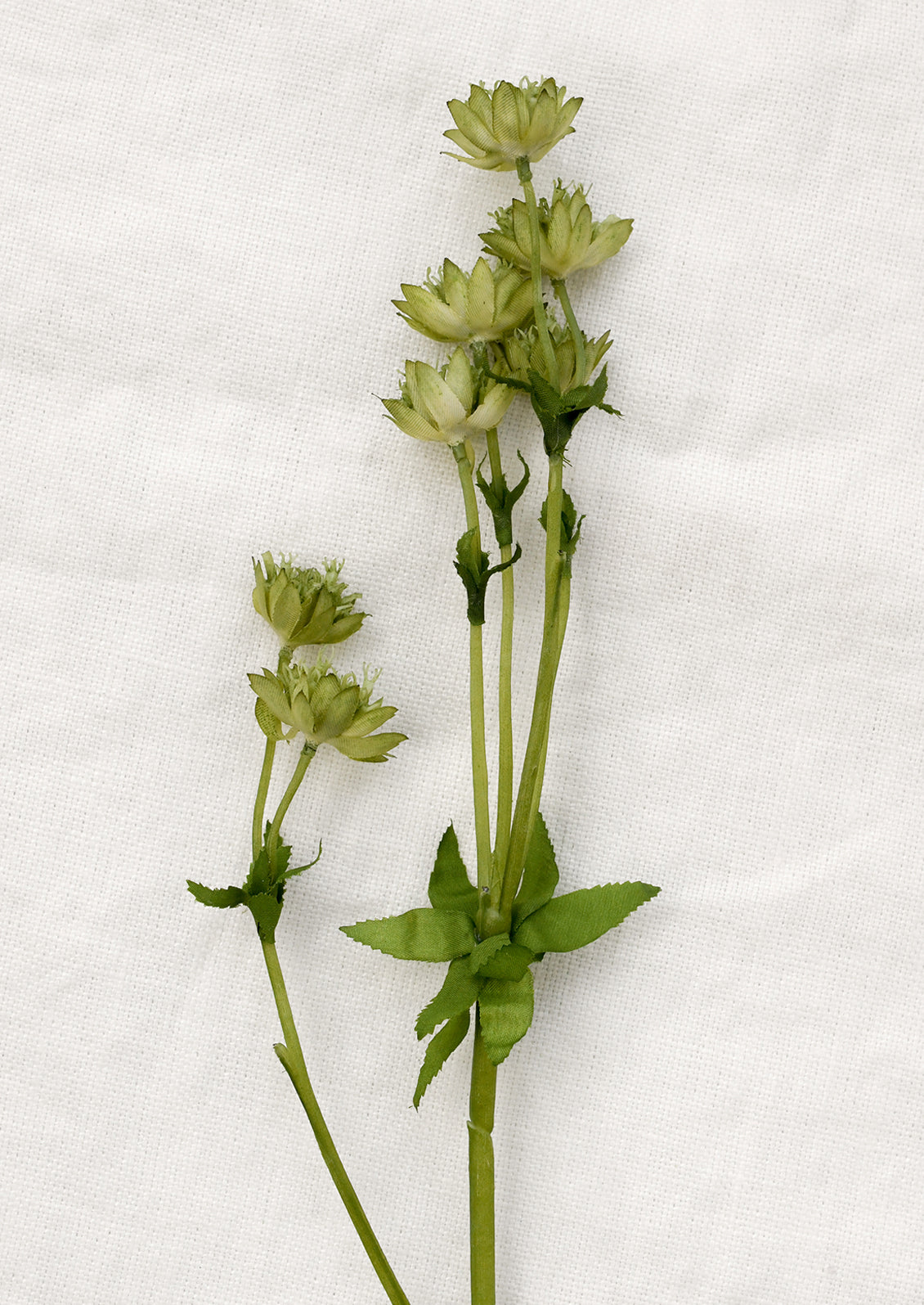 A faux floral stem depicting astrantia flower in green.