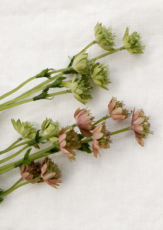 Faux floral stems depicting astrantia flowers.