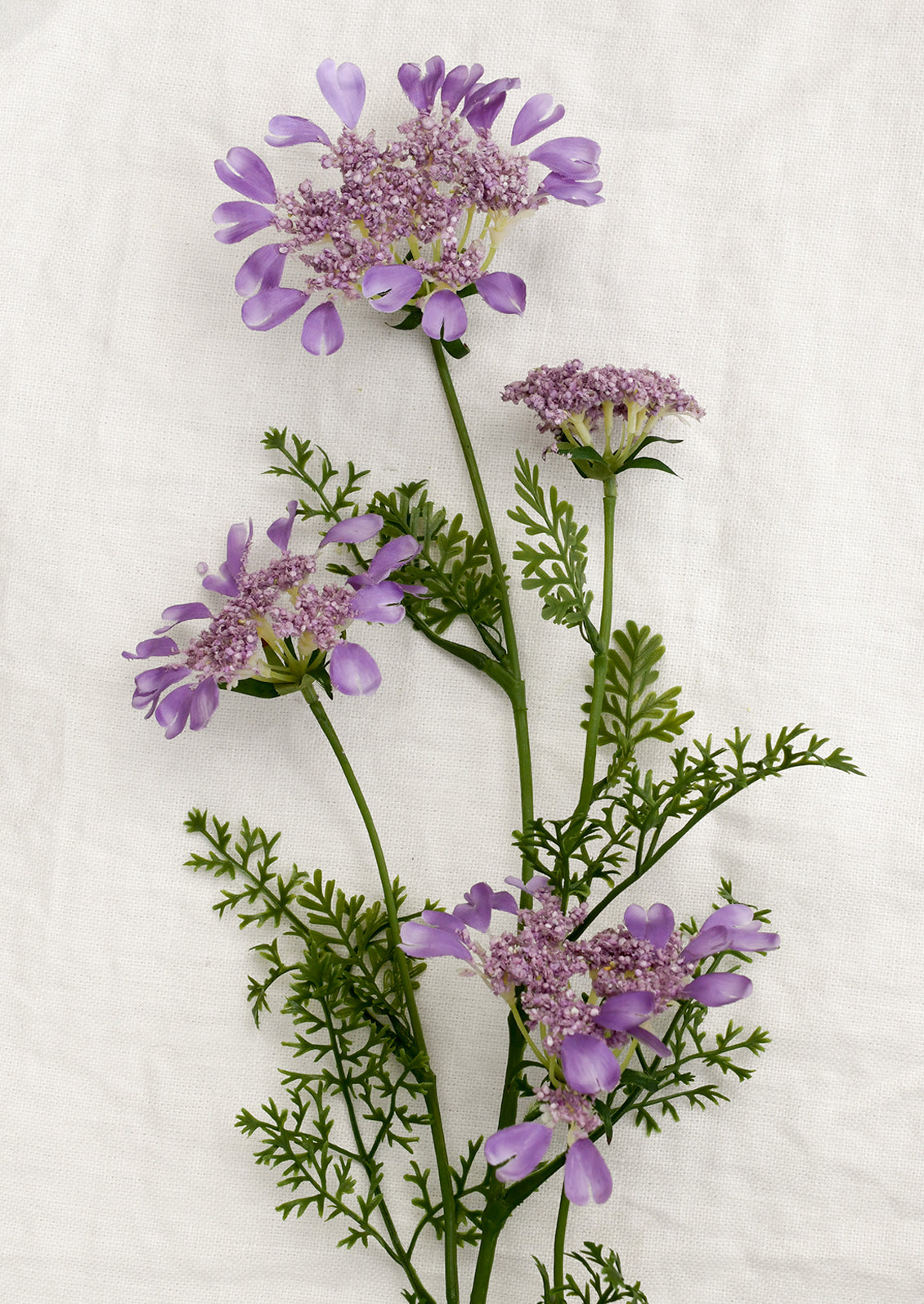 Purple flowers with green stems on a white background