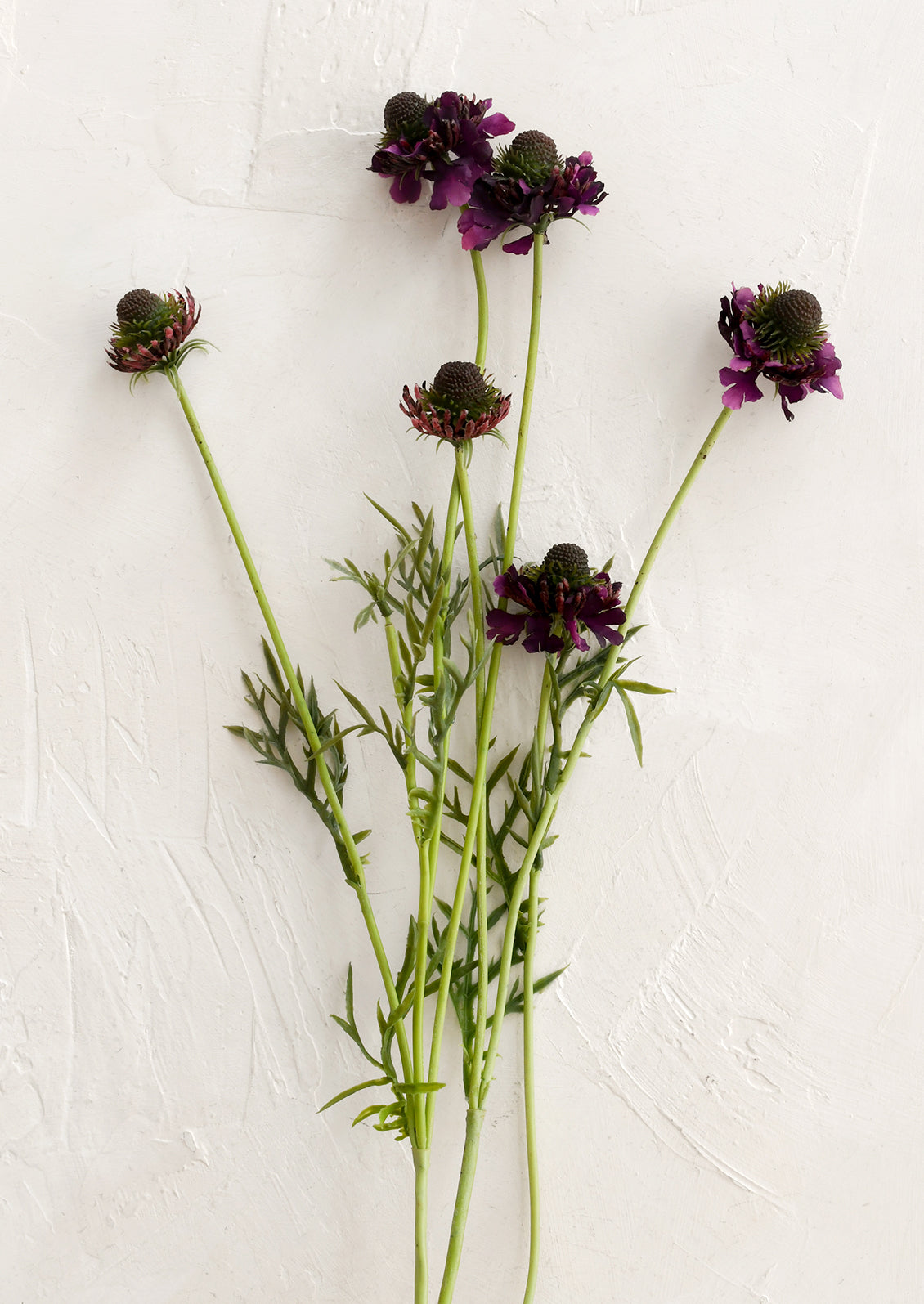 Purple flowers with green stems on a white background