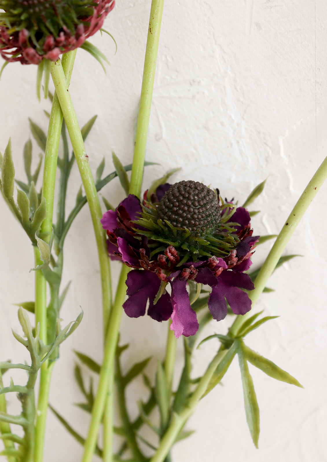 Purple flowers with green stems on a white background
