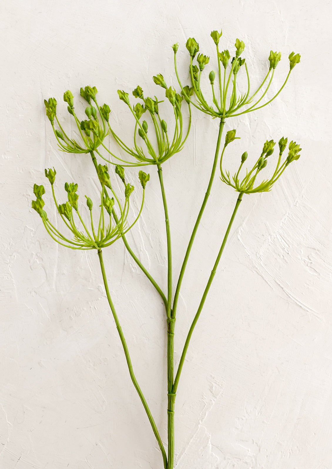 Green plant stems with small buds on a textured white background
