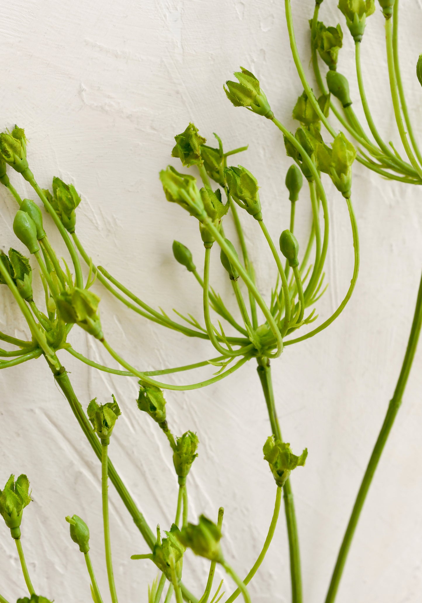 Close-up of green plant stems on a textured white background