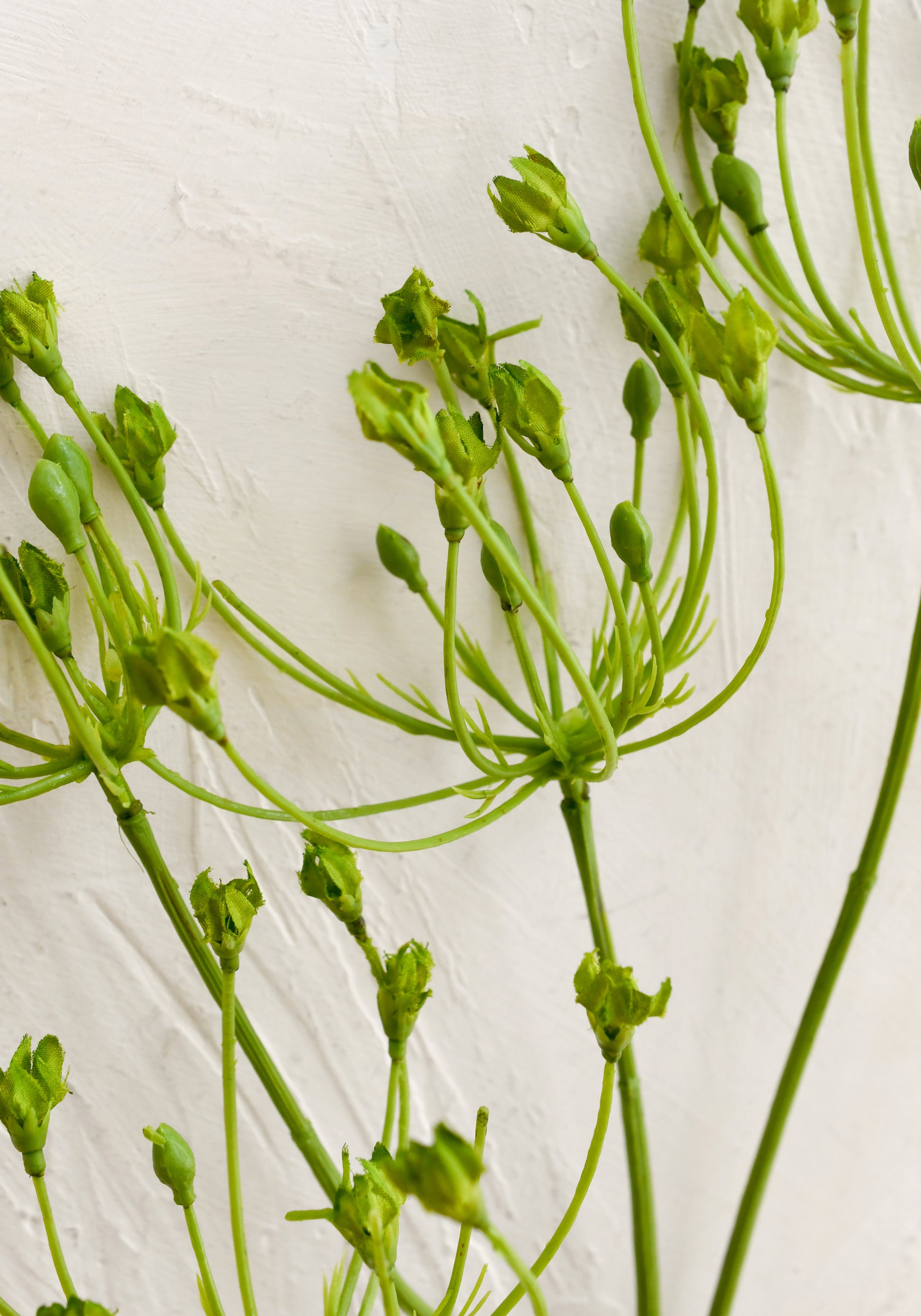 Close-up of green plant stems on a textured white background