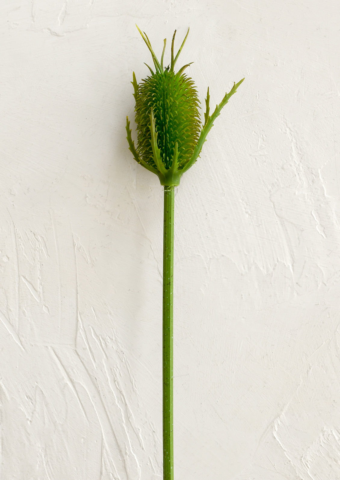 Green seed head on a white background