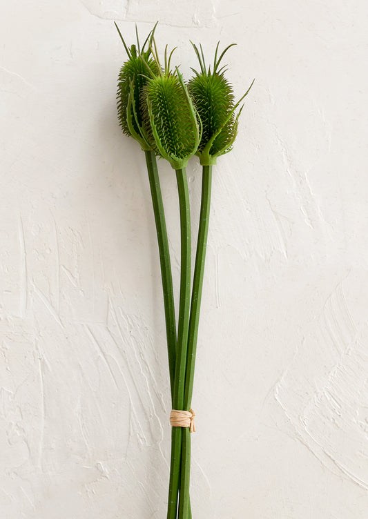 Bouquet of green teasel flowers on a white background