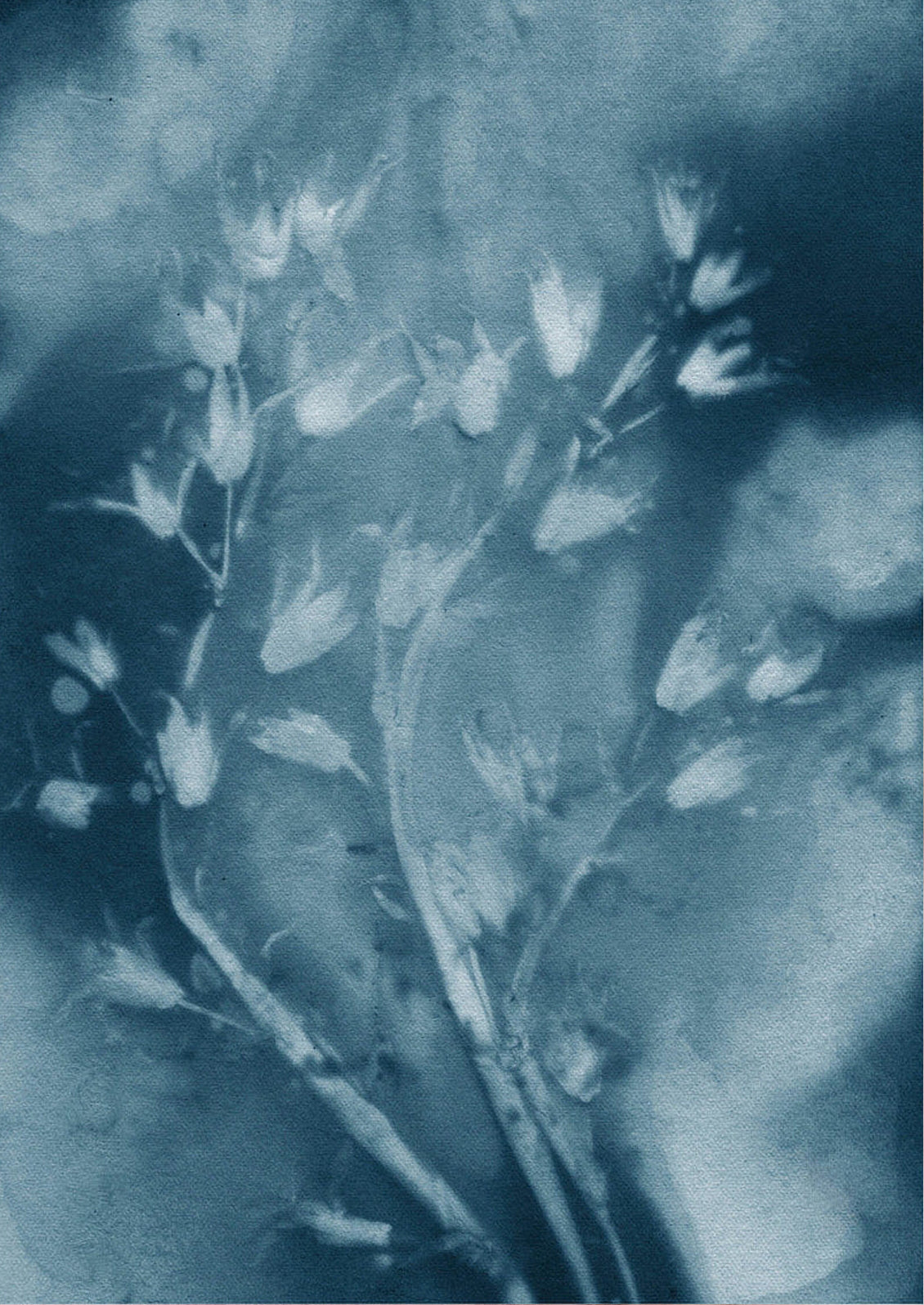 Dropping Star in Blue Print