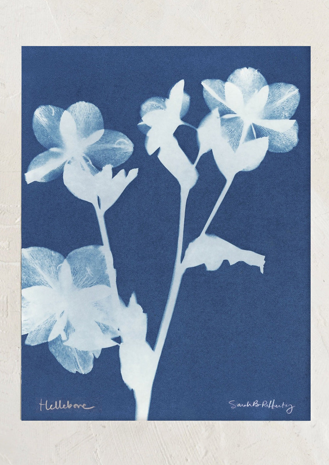 Cyanotype print of hellebore flowers on a blue background
