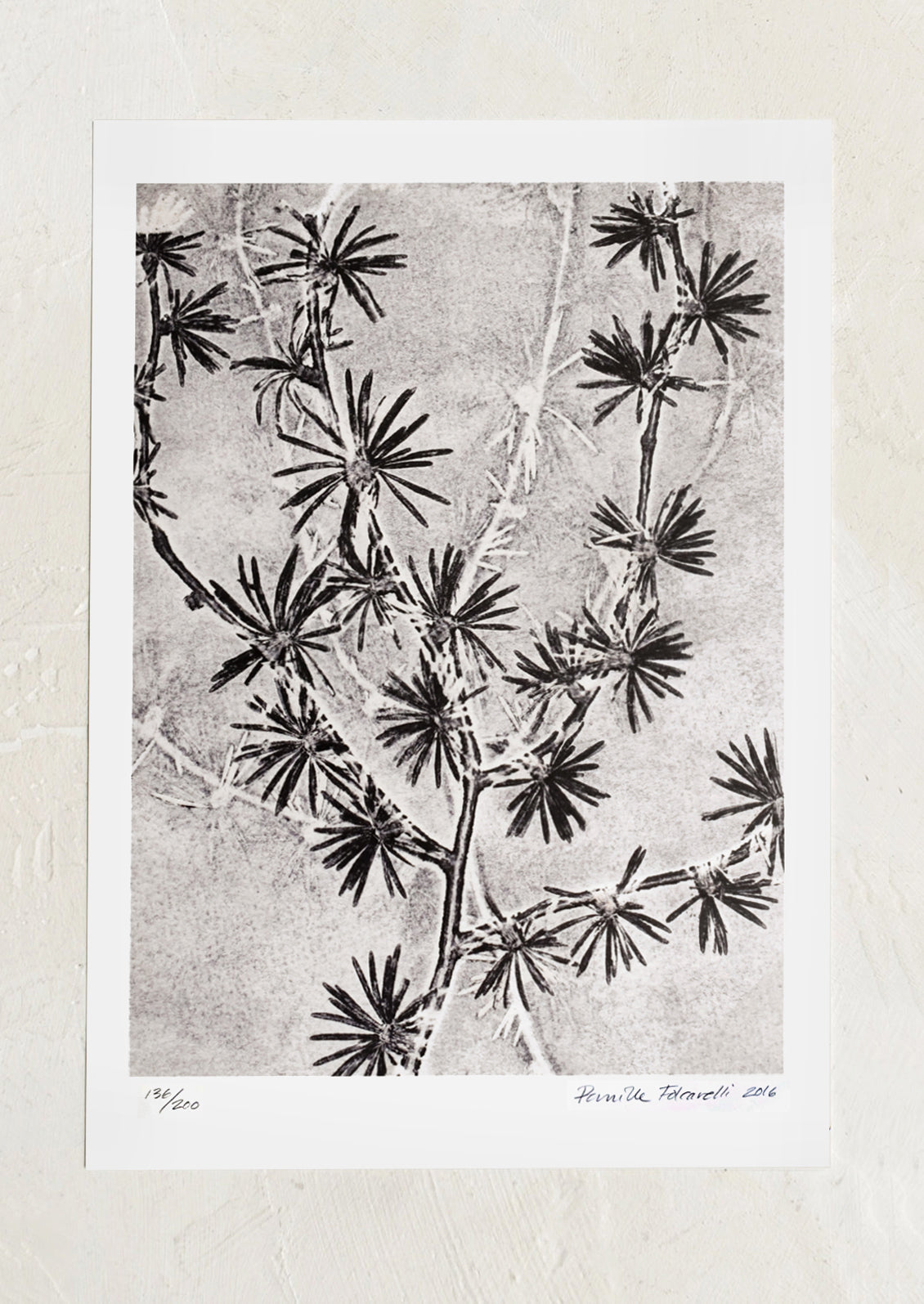 A botanical art print in black and white of larch plant.