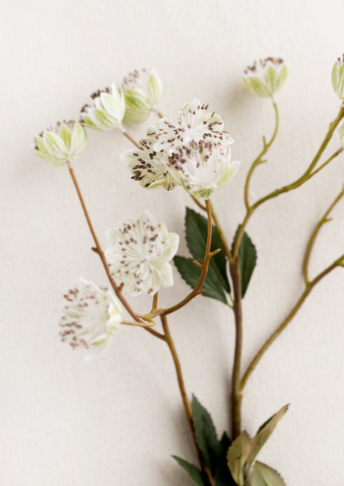 A faux nigella flower spray in white.