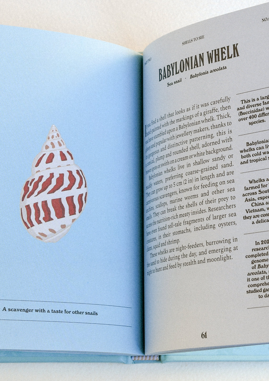 An open book on a table showing information and an image of babylonian whelk.