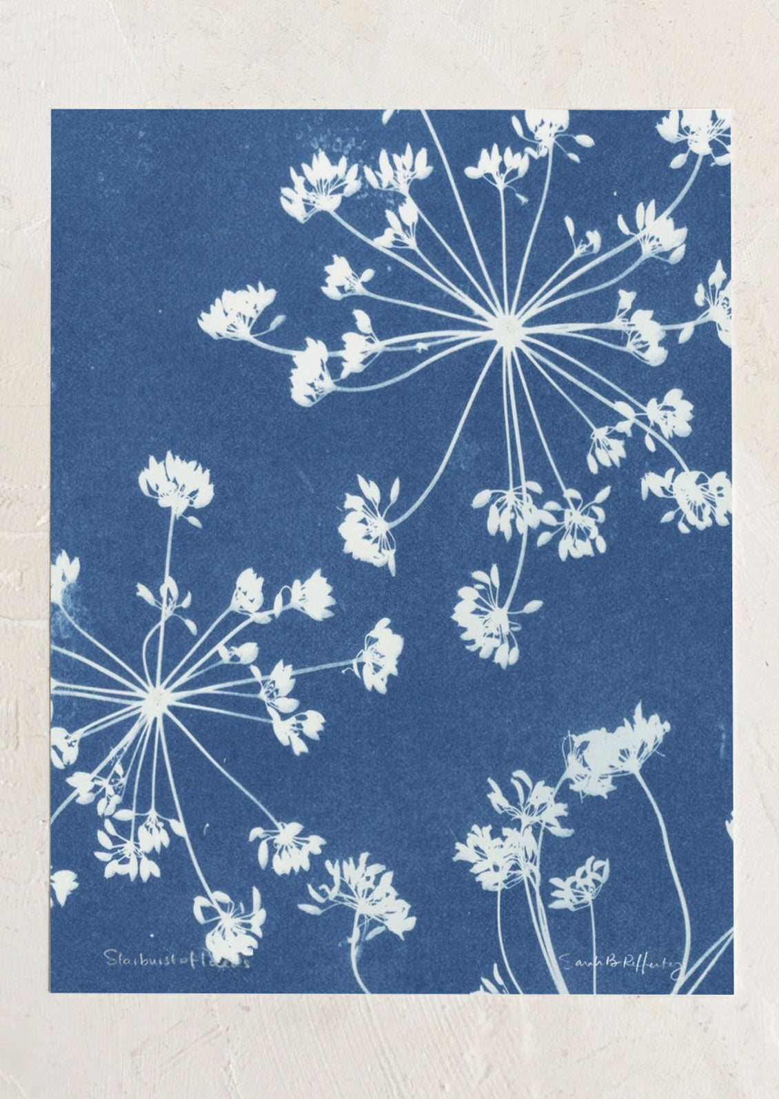 A cyanotype art print with blue background and white silhouette of dill flowers.