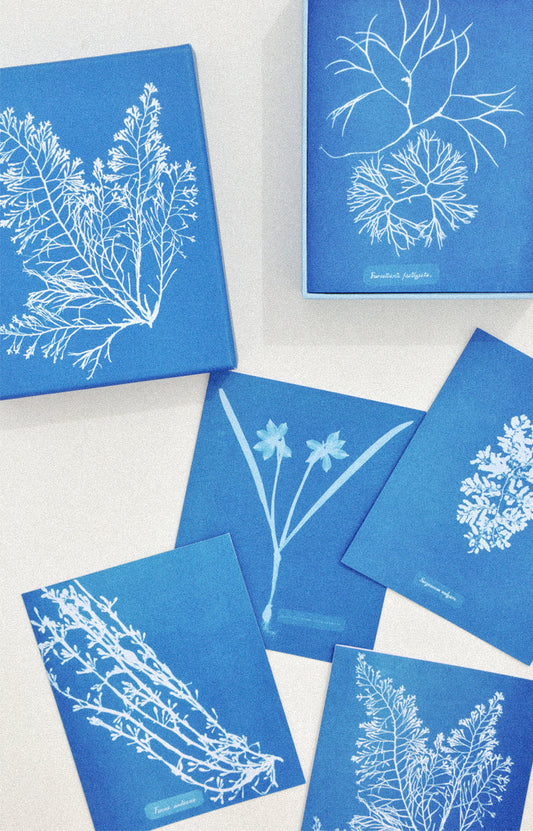 Blue cards with white botanical illustrations on a white background