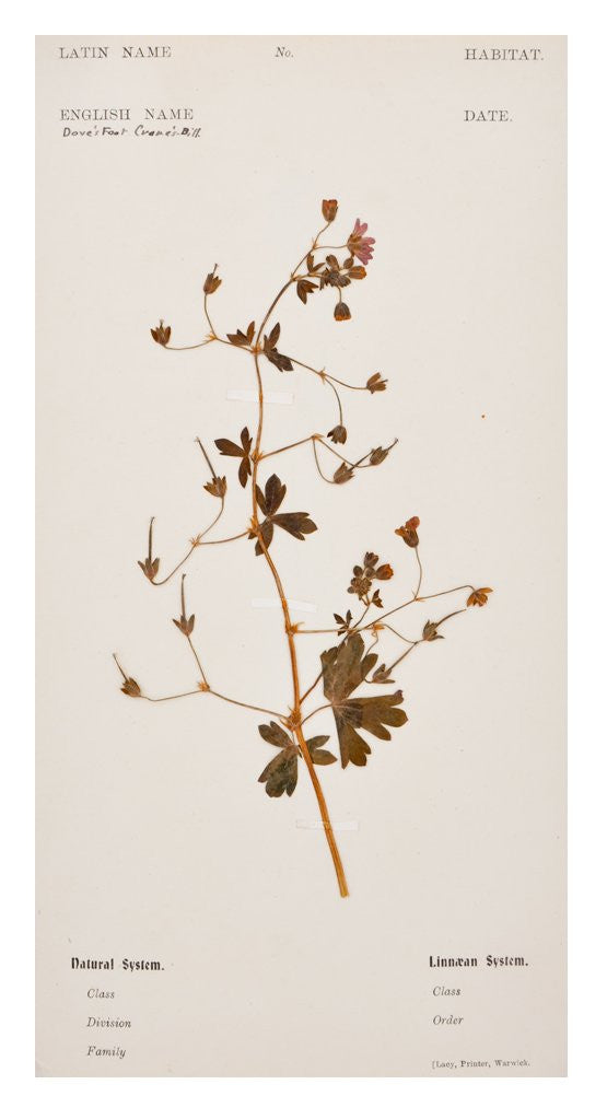 Vintage Pressed Flower Plate, Dovefoot Cranesbill in  - LEIF