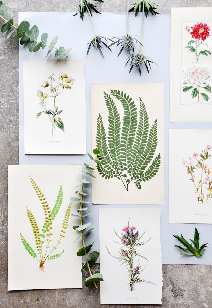 Vintage Flowering Plants Print, Stork's Bill in  - LEIF